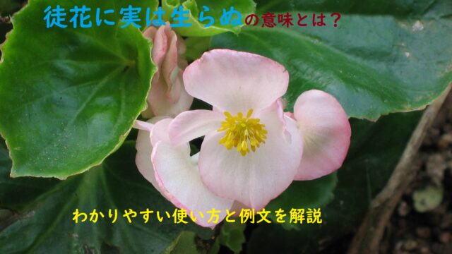 徒花に実は生らぬ あだばなにみはならぬ の意味とは わかりやすい使い方と例文を解説 ことわざのナルゾウ 徒花に実は生らぬ あだばなにみはならぬ の意味とは わかりやすい使い方と例文を解説 ことわざのナルゾウ