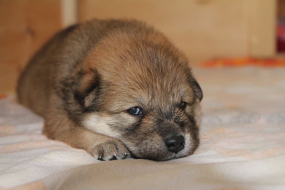 犬に論語