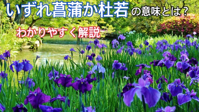 いずれ菖蒲か杜若 いずれあやめかかきつばた の意味とは 使い方や例文を解説 ことわざのナルゾウ