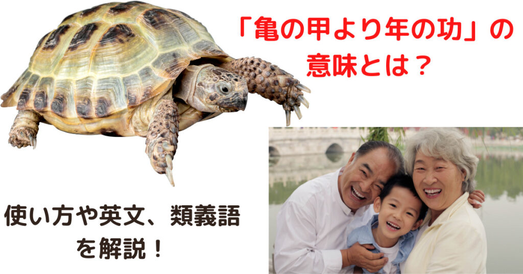 亀の甲より年の功とは 意味 類義語 使い方を徹底解説します ことわざのナルゾウ