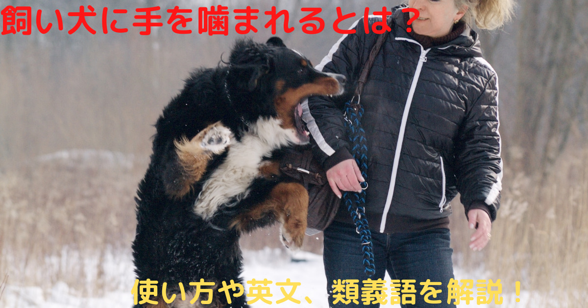 飼い犬に手を噛まれるとは 意味や使い方や英文 類義語を徹底解説 ことわざのナルゾウ