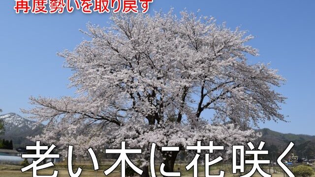 老い木に花咲く おいきにはなさく の意味と使い方とは 例文もご紹介 ことわざのナルゾウ