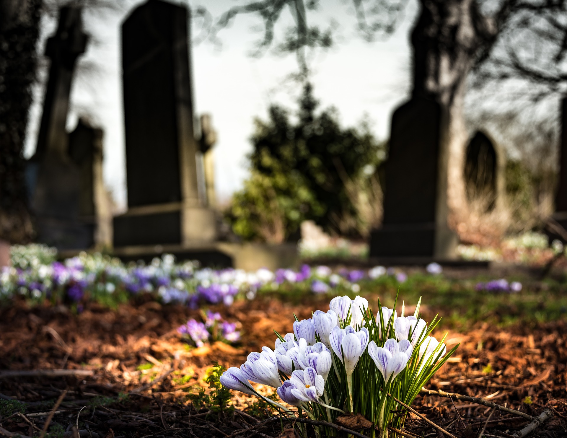 お花と墓地