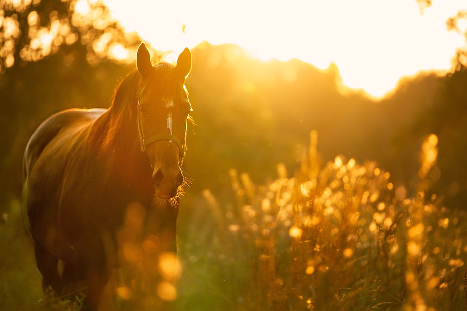 日暮れの馬