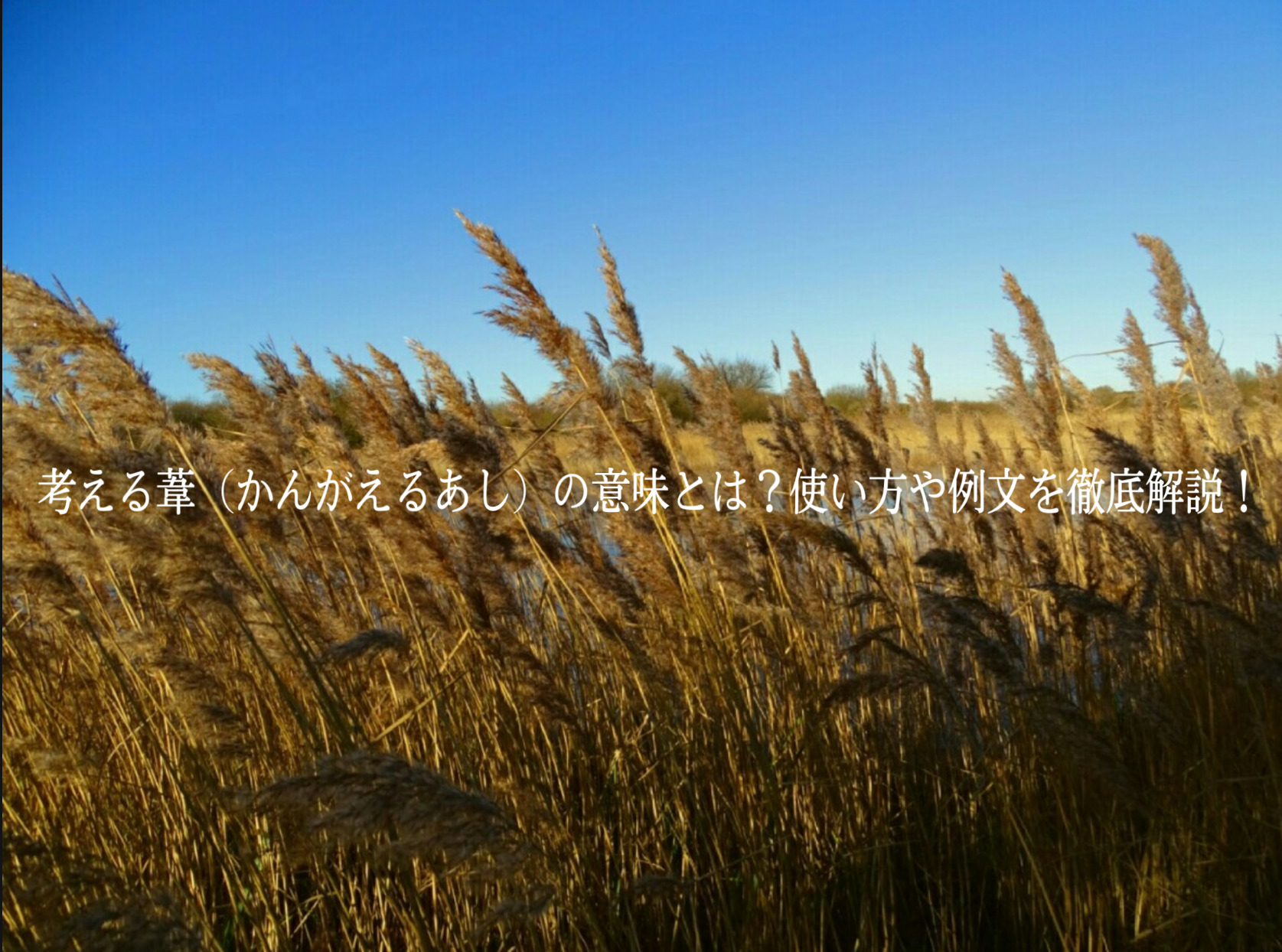「考える葦」(かんがえるあし)の意味とは?使い方や例文を徹底解説! | ことわざのナルゾウ
