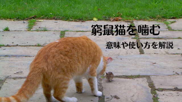 窮鼠猫を噛む の意味とは わかりやすい使い方や例文 類義語を解説 ことわざのナルゾウ