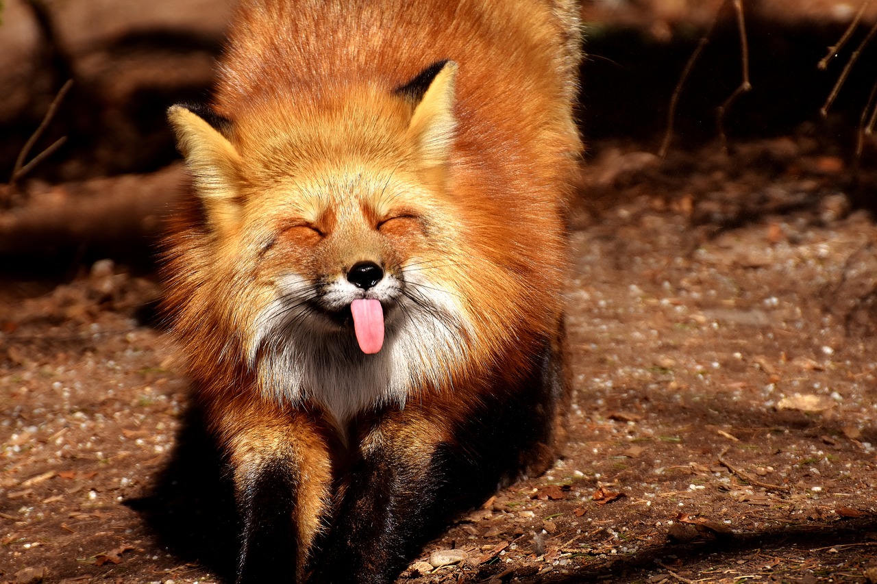 舌を出す狐