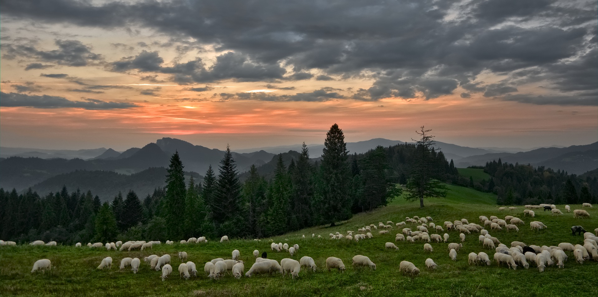 羊の群れと雄大な景色