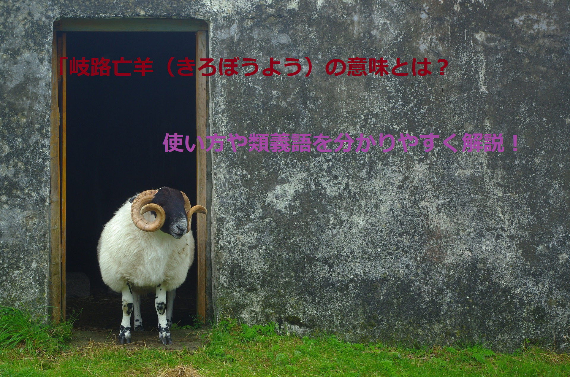 １匹の羊