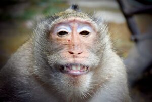 猿の尻笑い　意味