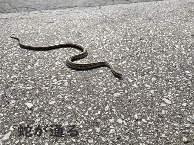 蛇の道は蛇