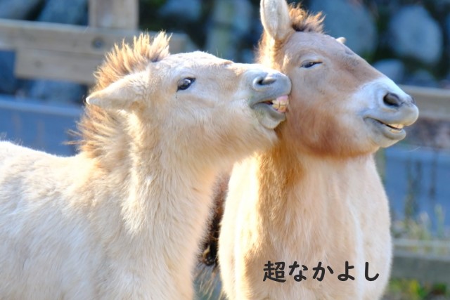 金蘭の契り の意味とは わかりやすい使い方と例文を解説 ことわざのナルゾウ