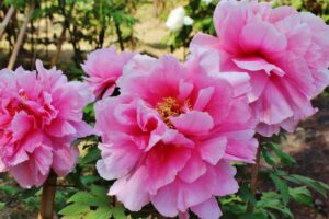 牡丹の花