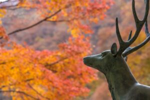 紅葉に鹿
