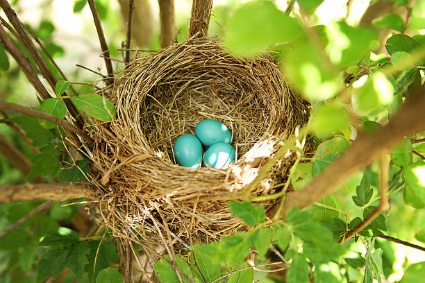 鳥の巣に卵が三つ