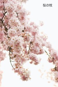 桜伐る馬鹿梅伐らぬ馬鹿 の意味とは わかりやすい使い方と例文を解説 ことわざのナルゾウ
