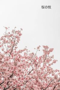 桜伐る馬鹿梅伐らぬ馬鹿 の意味とは わかりやすい使い方と例文を解説 ことわざのナルゾウ