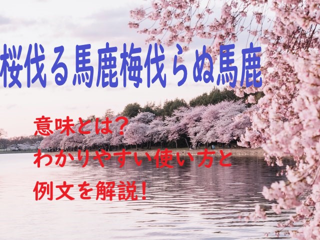 桜伐る馬鹿梅伐らぬ馬鹿 の意味とは わかりやすい使い方と例文を解説 ことわざのナルゾウ