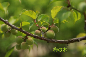 桜伐る馬鹿梅伐らぬ馬鹿 の意味とは わかりやすい使い方と例文を解説 ことわざのナルゾウ