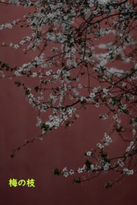 桜伐る馬鹿梅伐らぬ馬鹿 の意味とは わかりやすい使い方と例文を解説 ことわざのナルゾウ