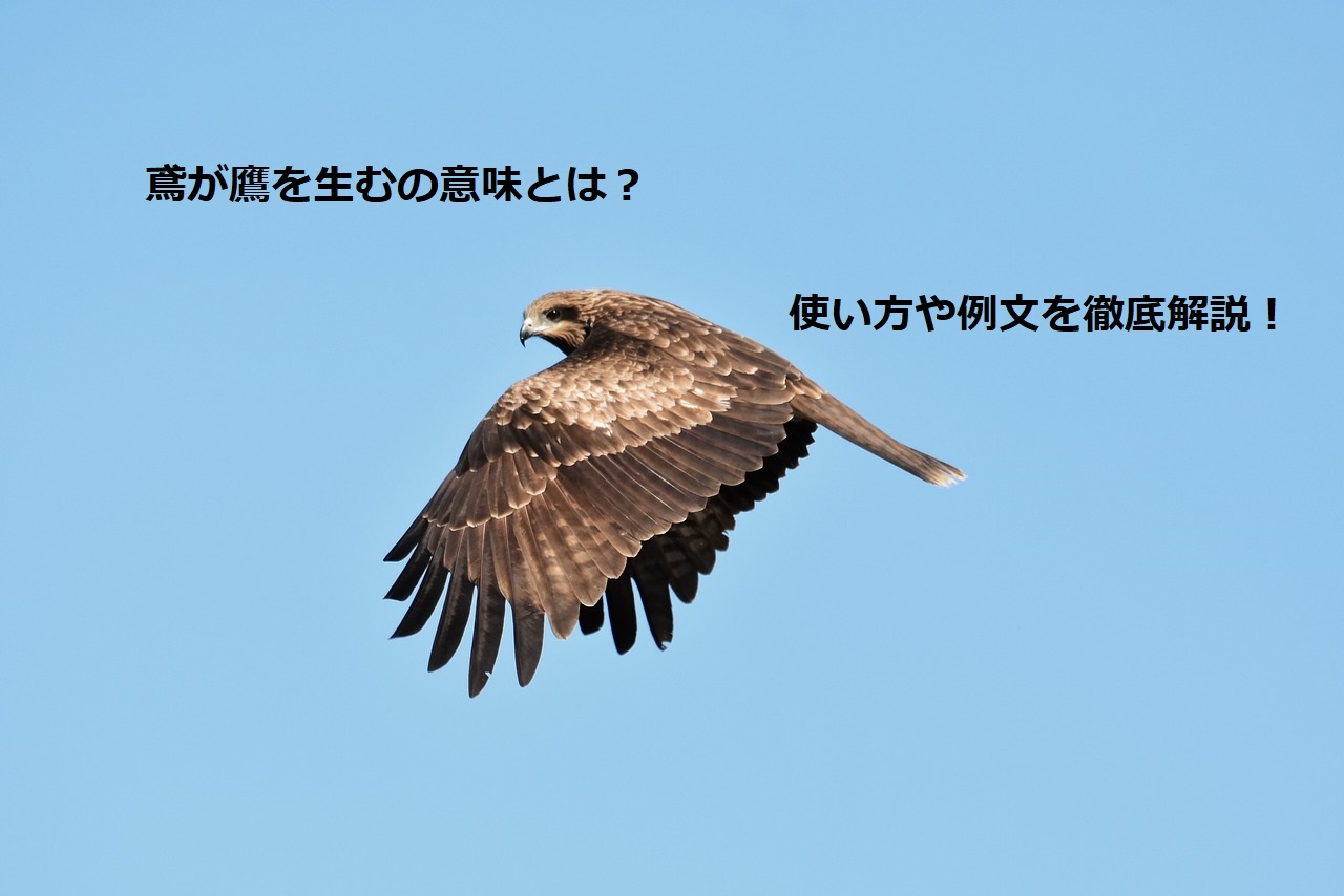 鳶が鷹を生む(とびがたかをうむ)の意味とは?使い方や例文を徹底解説! | ことわざのナルゾウ