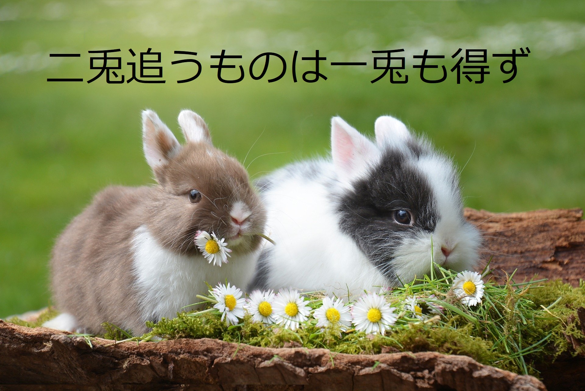 二兎追う者は一兎も得ずとは?意味・類義語・使い方を含めて徹底解説! | ことわざのナルゾウ