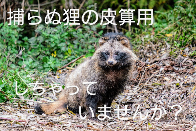 捕らぬ狸の皮算用(とらぬたぬきのかわざんよう) 意味や使い方・類義語や英文を徹底解説! | ことわざのナルゾウ