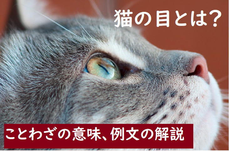 猫の目 ねこのめ とは ことわざの意味 例文の解説 ことわざのナルゾウ