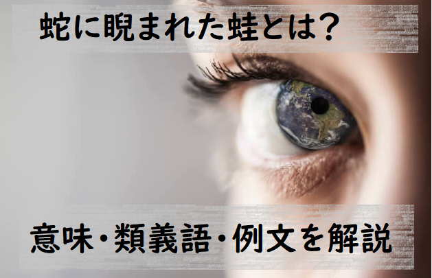 蛇に睨まれた蛙とは 意味 類義語 例文を解説 ことわざのナルゾウ